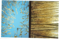 two photos, side-by-side. on the left an image looking up at a blue sky, with some thin branches and creeping in from the sides. on the right, an image that should be rotated by 90 degrees to be the correct way up, of a swarm of narrow tree trunks densely packed together