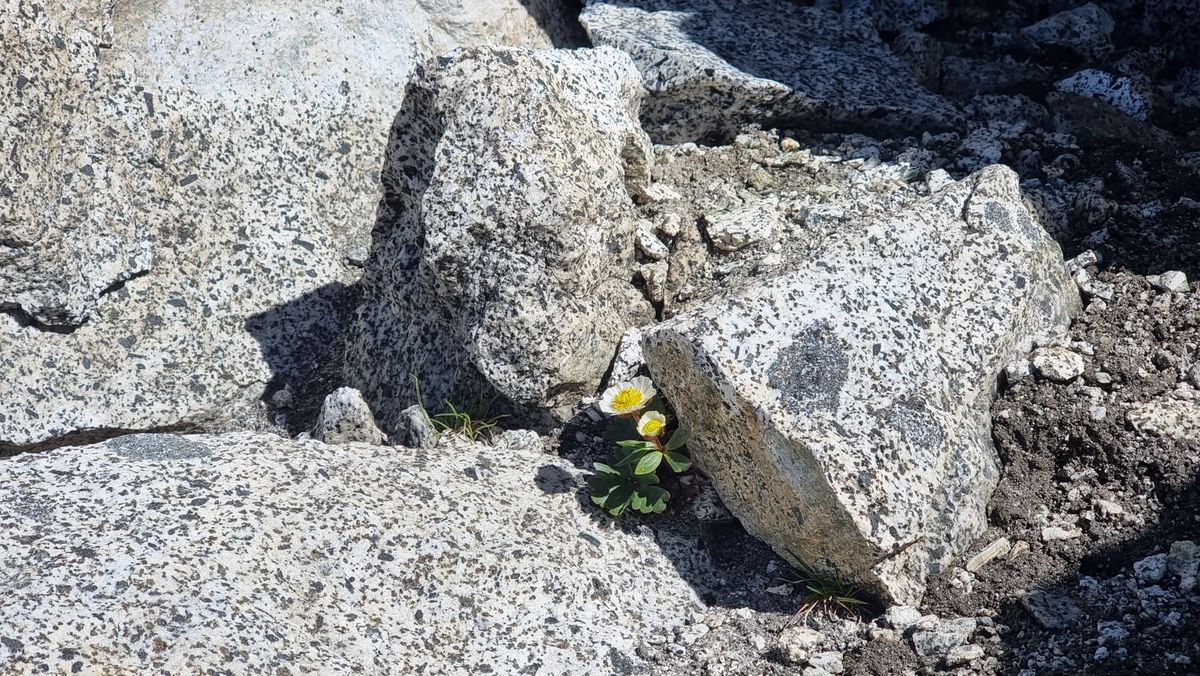a small white and yellow flower nestled amonst some tonalite boulders