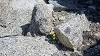 a small white and yellow flower nestled amonst some tonalite boulders