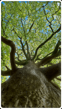looking up the trunk of a mature birch tree (i think) with its many limbs jutting out at all angles and its canopy half-heartedly masking a gloriously blue sky