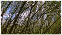 a dense woodland with many medium sized trees all leaning a bit to the right. Green grass below; blue sky with a few fluffly white clouds above