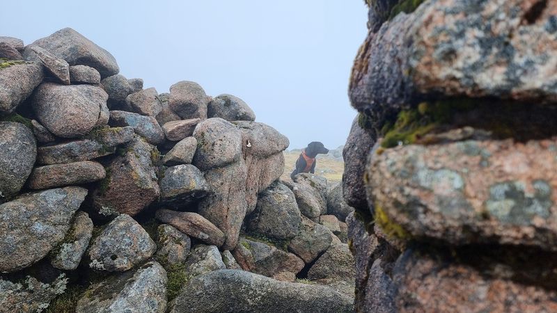 a dog sitting amidst some granite boulders at the cloudy summit